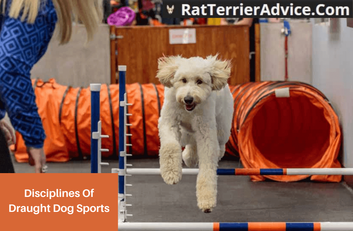 Disciplines Of Draught Dog Sports