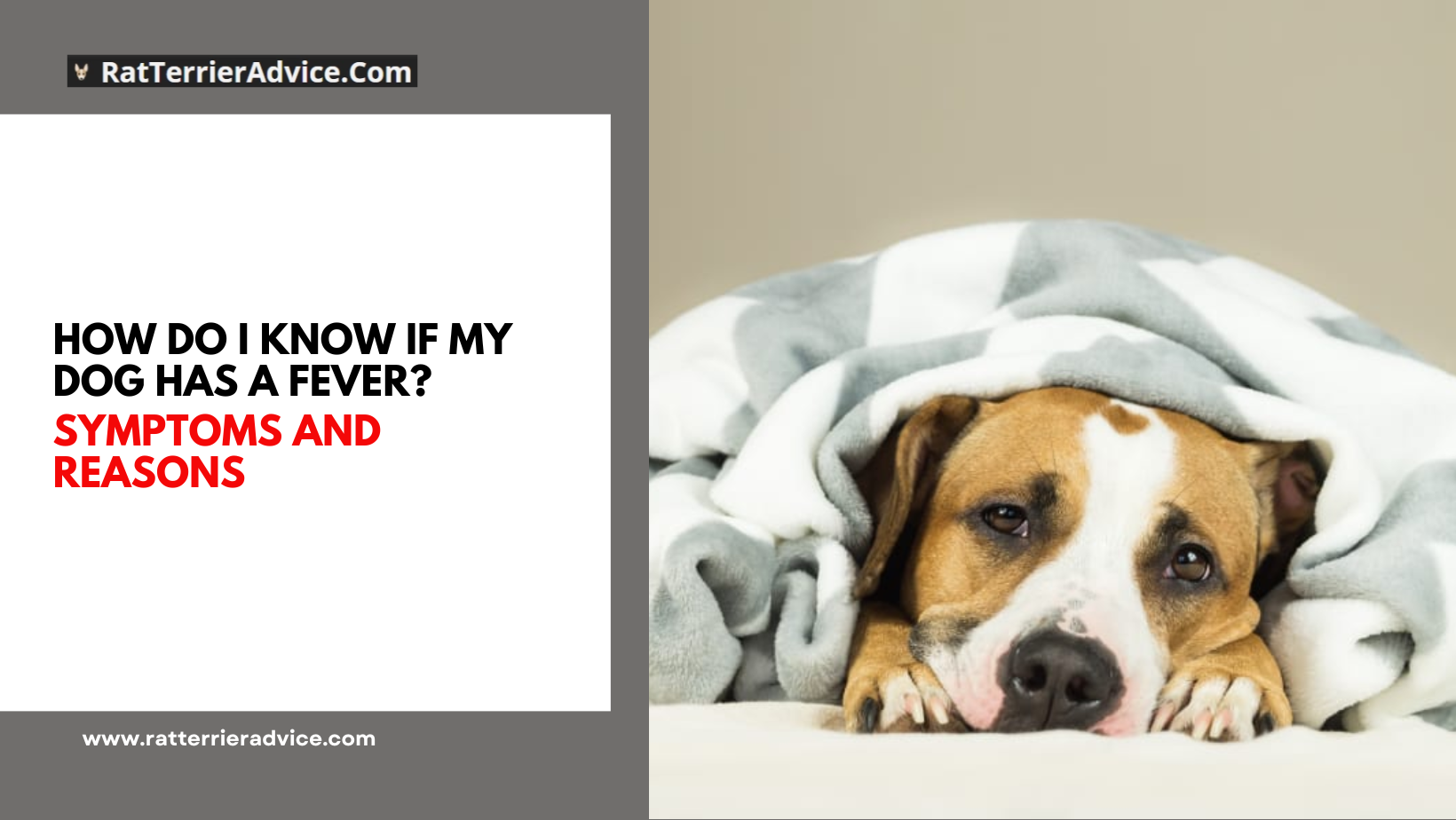 How do I know if my dog has a fever? Symptoms and reasons