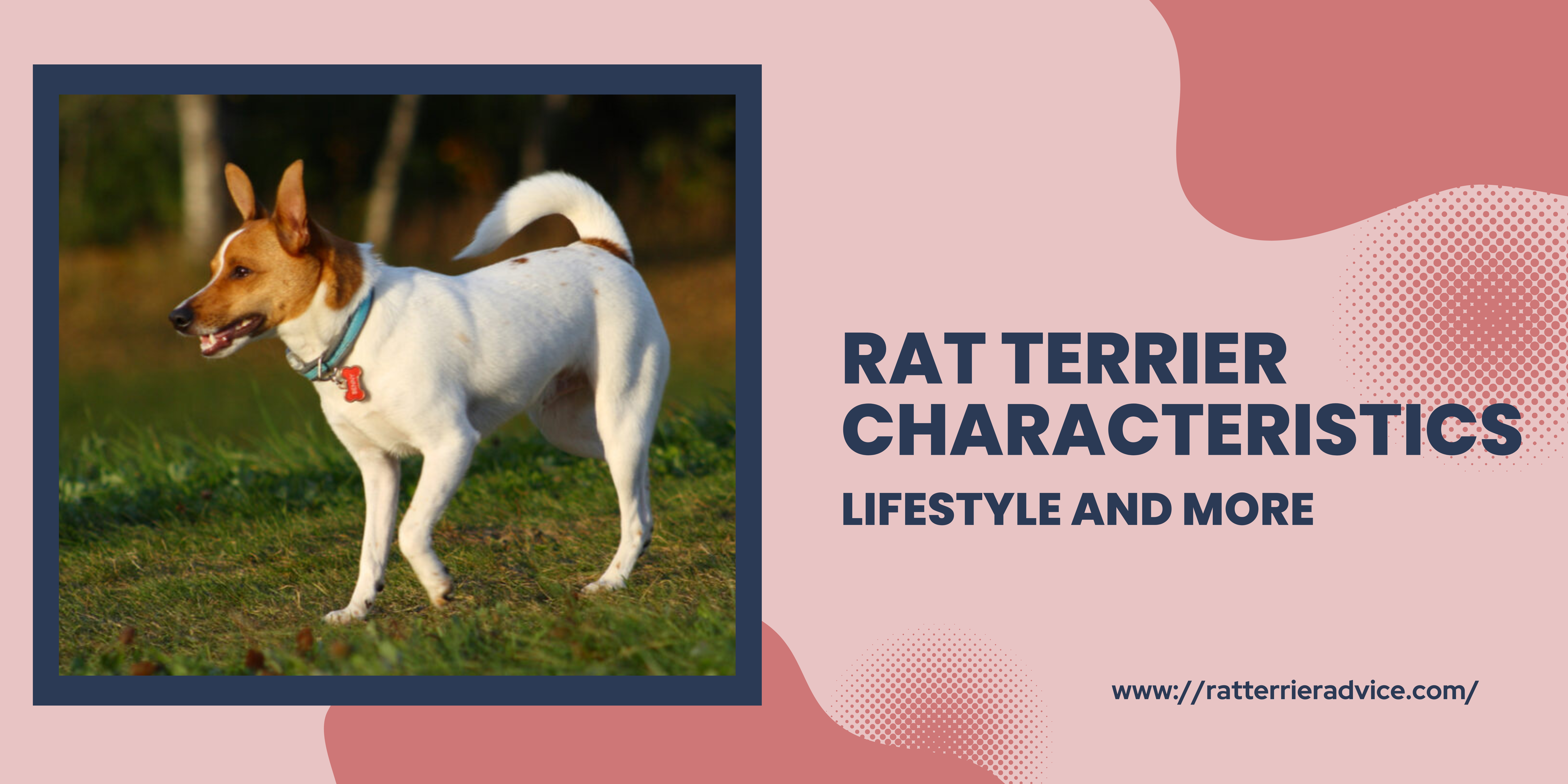 rat terrier