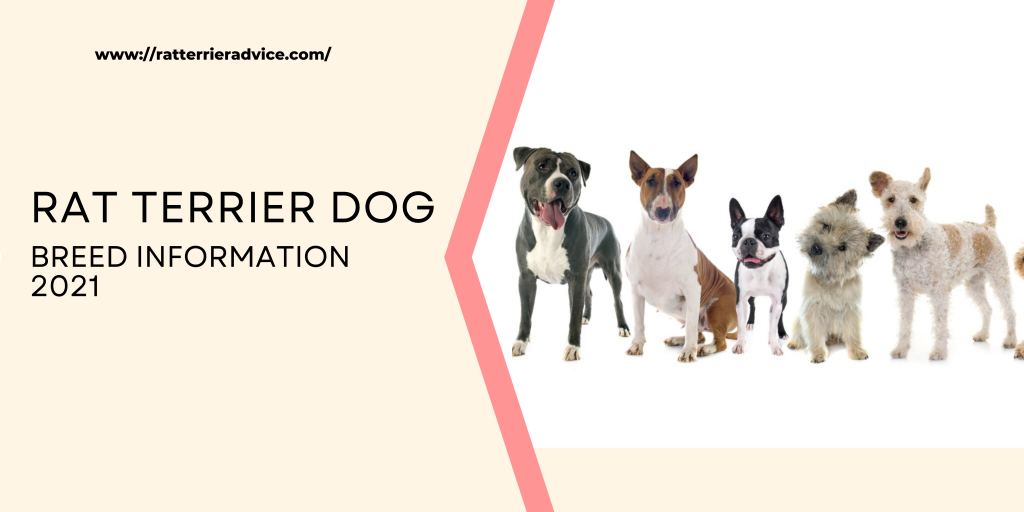 Rat Terrier Dog Breed Information 2021