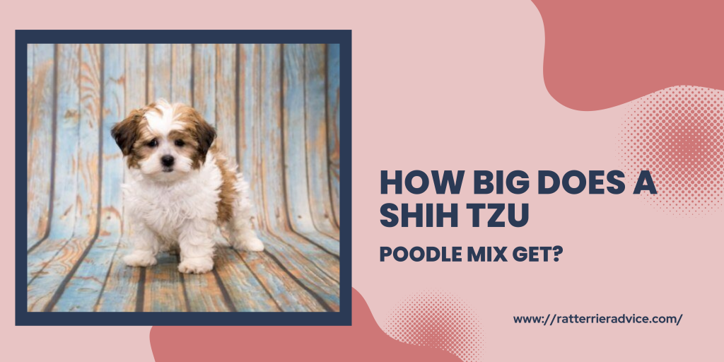 How big does a Shih Tzu poodle mix get