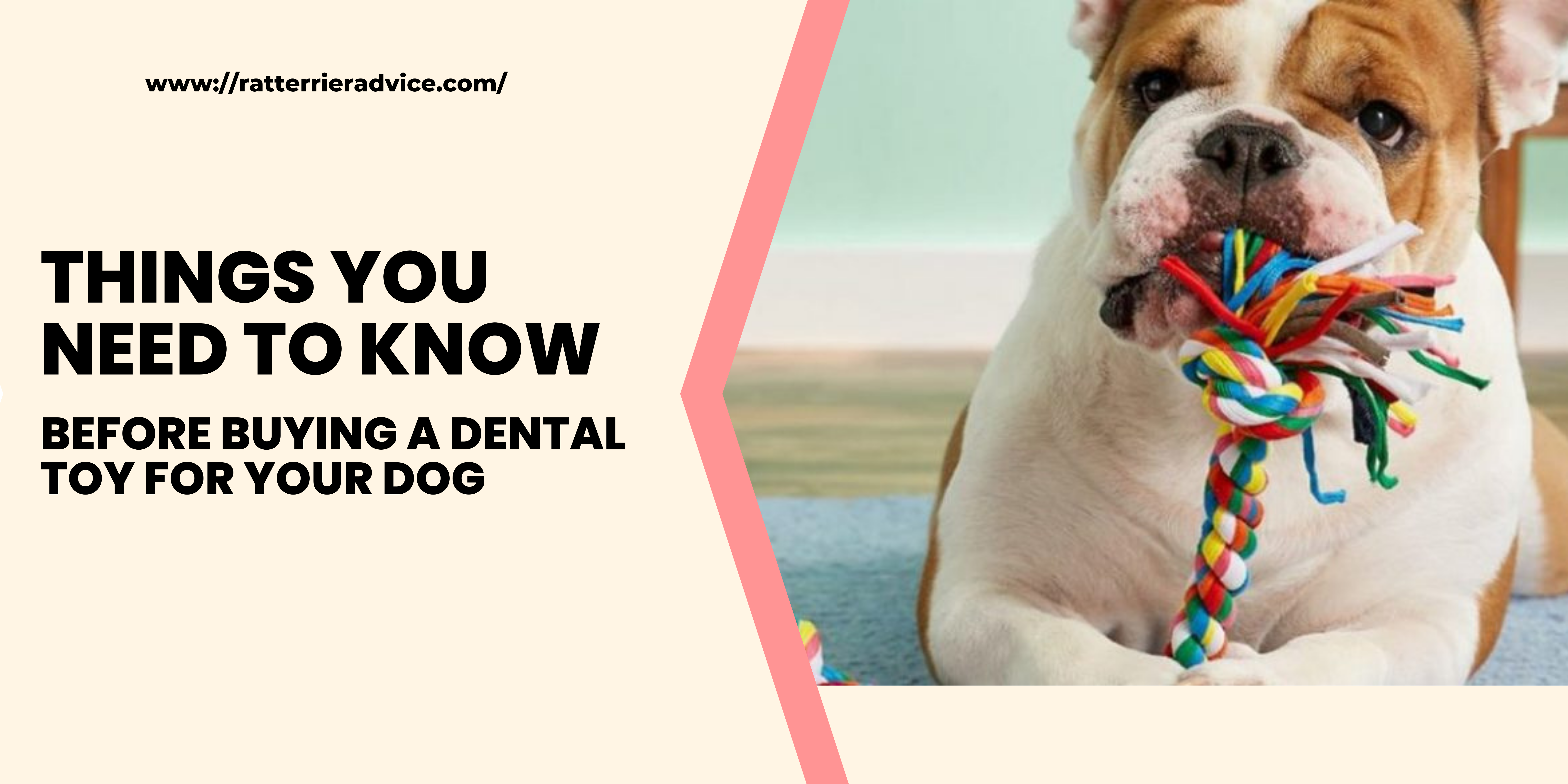 Things you need to know before buying a dental toy for your dog.