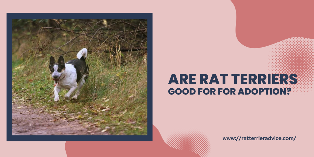 Are rat terriers good for for adoption ?