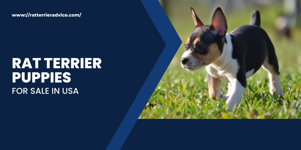 Rat terrier puppies for sale in USA