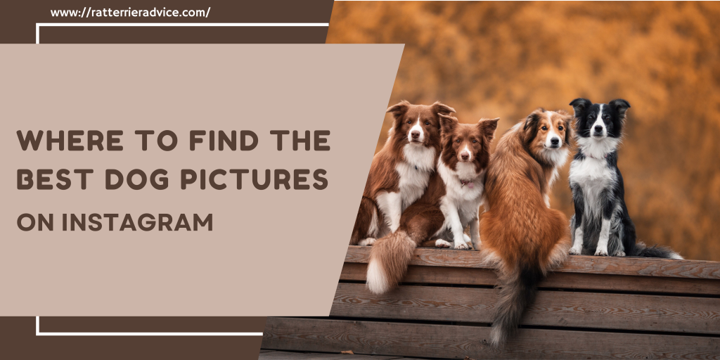 Where to Find the Best Dog Pictures on Instagram