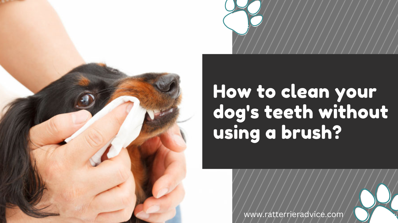 How to clean your dog's teeth without using a brush?