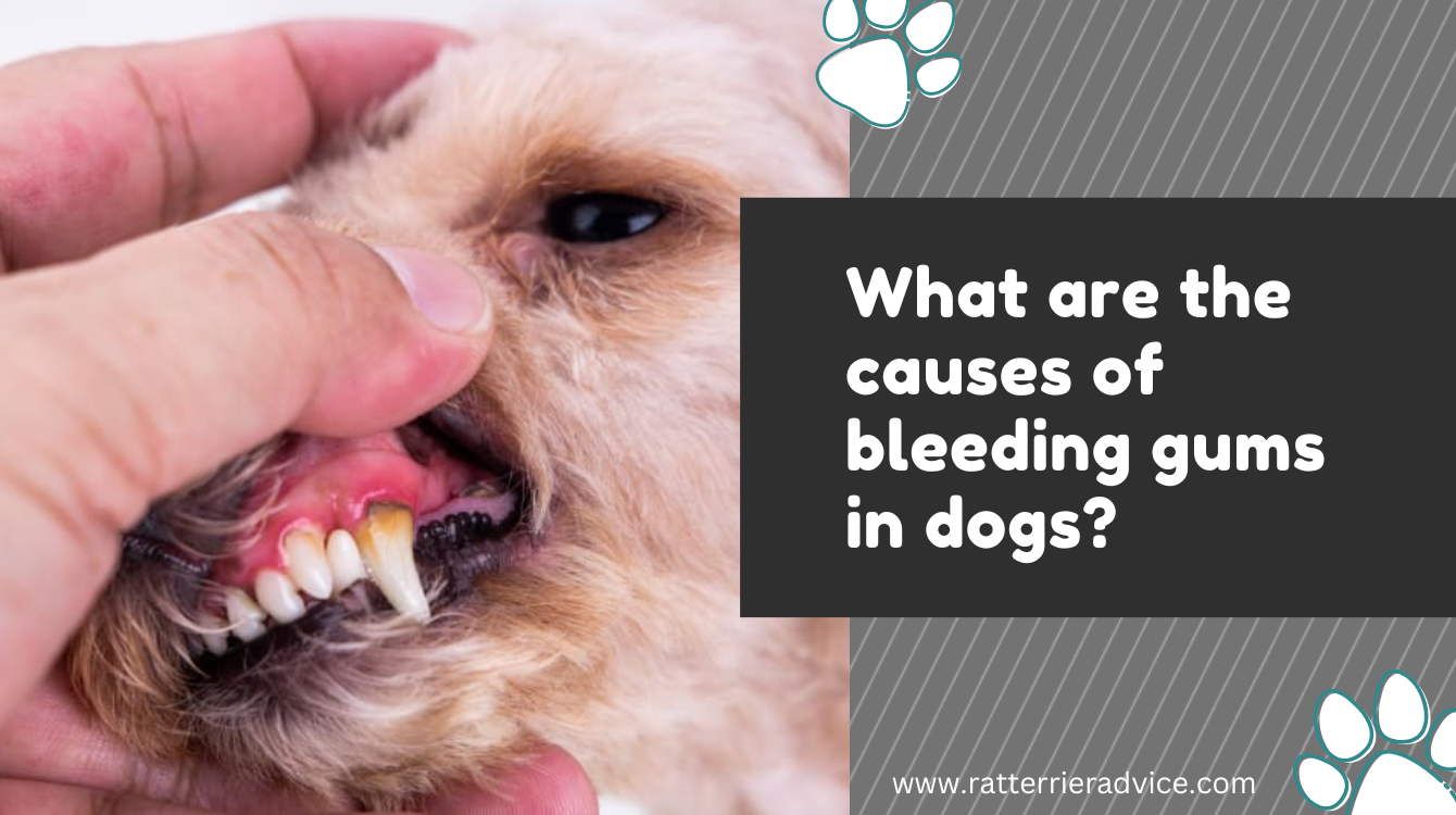 What are the causes of bleeding gums in dogs?