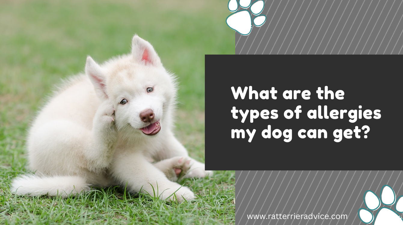 What are the dog's allergies? Symptoms, causes, and types.