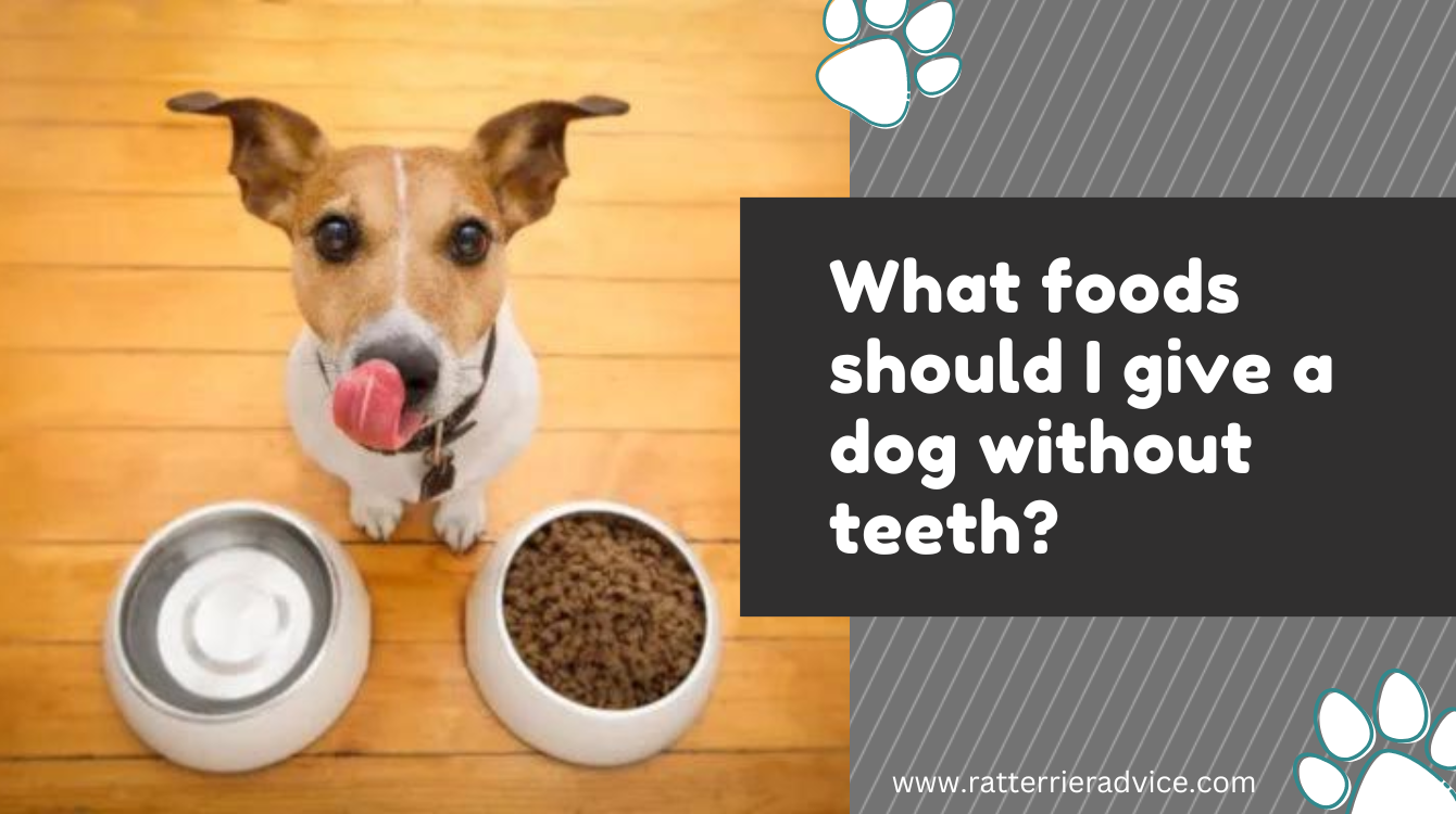 what to feed a dog that has no teeth