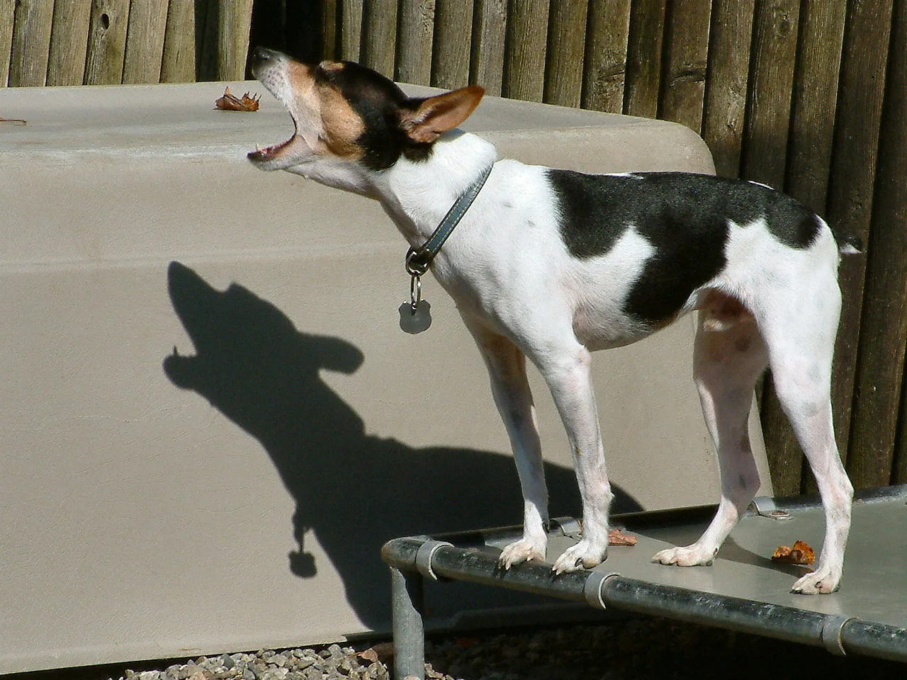A black and white Rat Terrier standing on a raised bed in a yard, barking