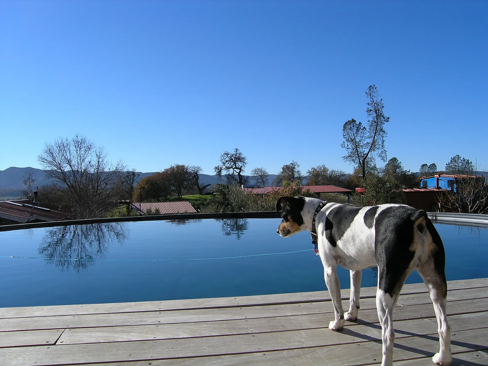 A black and white Rat Terrier standing on a deck beside a pond under a clear blue sky
