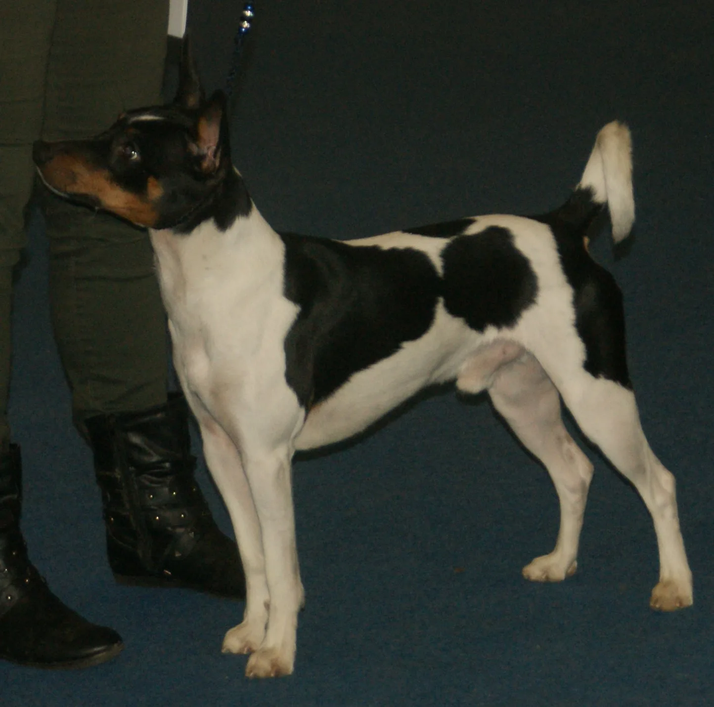 A black tricolor Rat Terrier standing in profile at a dog show