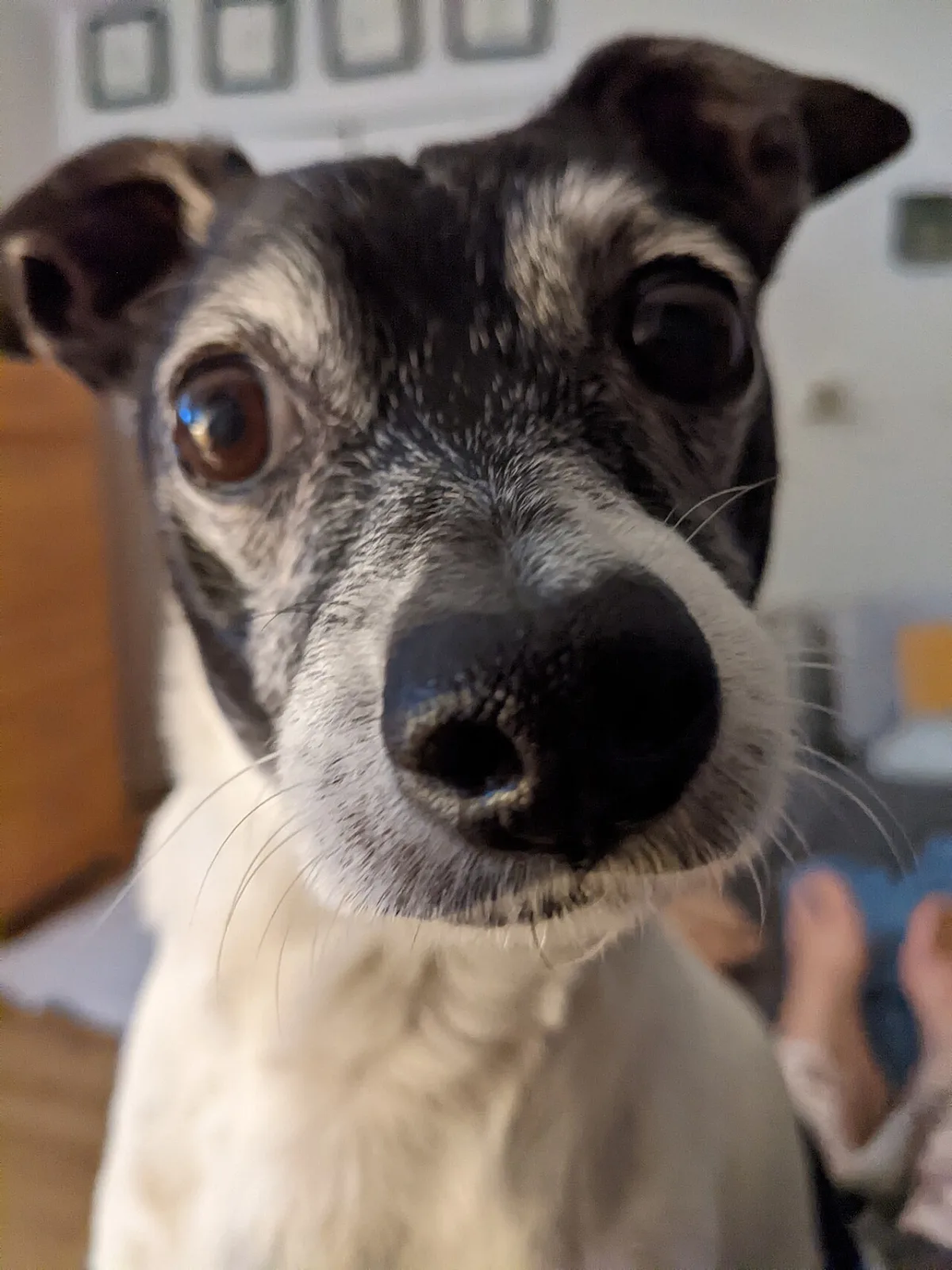 Close-up of a Rat Terrier looking up at the camera