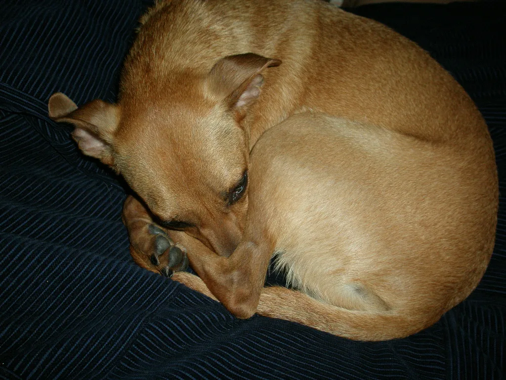 A tan Rat Terrier curled up asleep