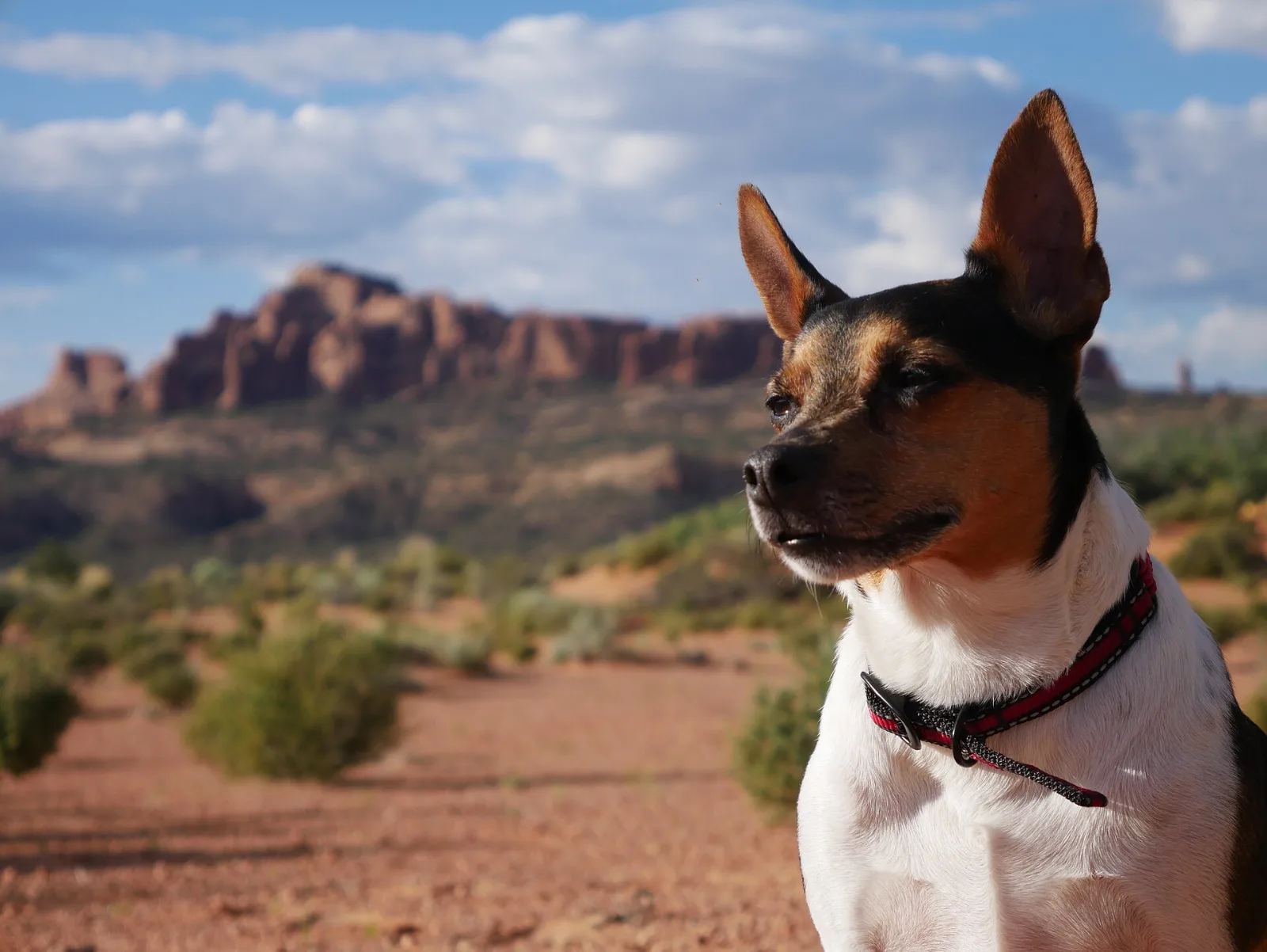 A tricolor Rat Terrier wearing a collar, looking out across a desert landscape with red rock cliffs