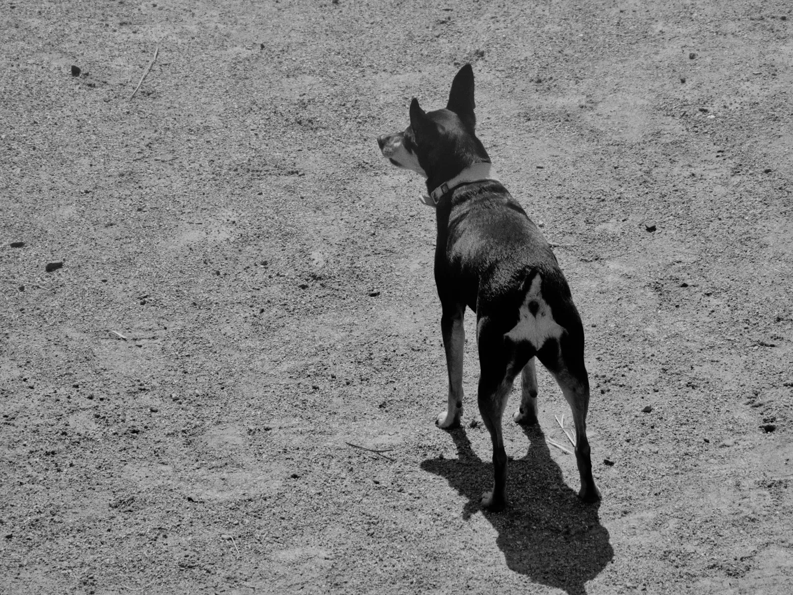Black-and-white photo, taken from above, of a Rat Terrier standing alone on bare ground and looking away