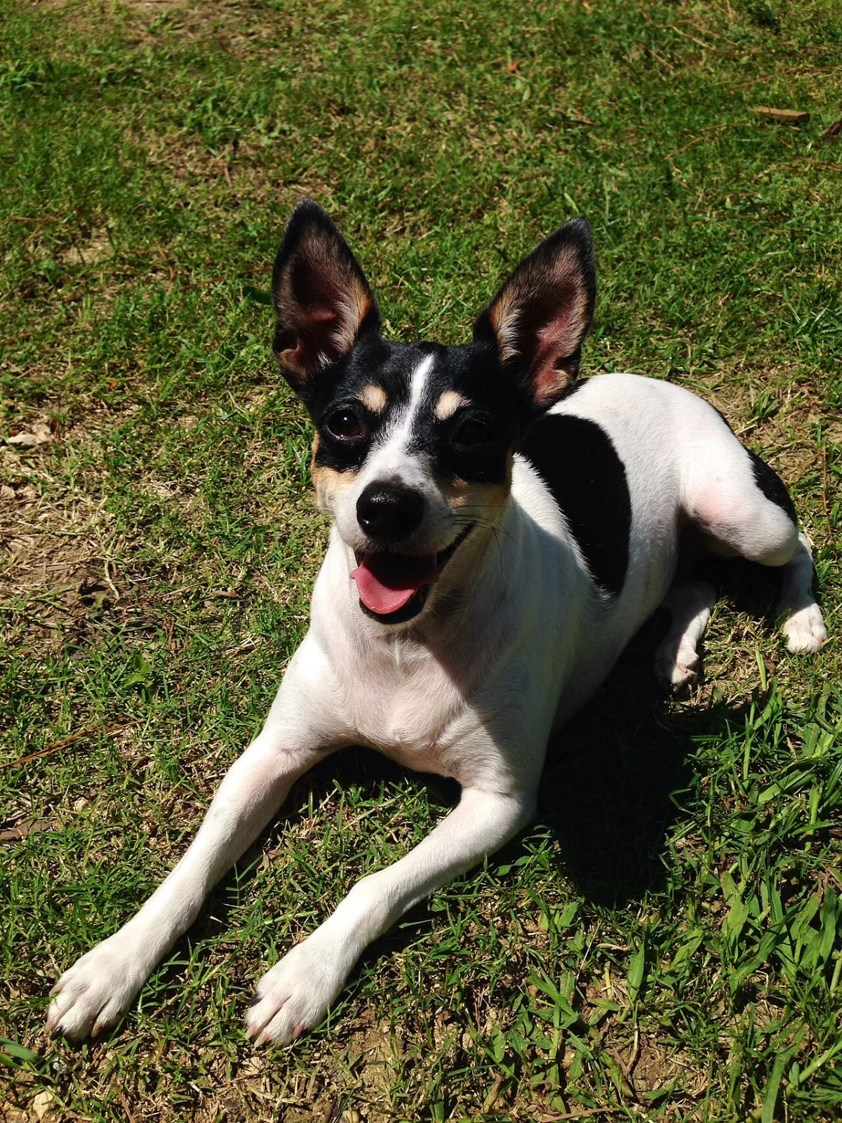 A black and white Rat Terrier lying on a lawn, looking up attentively