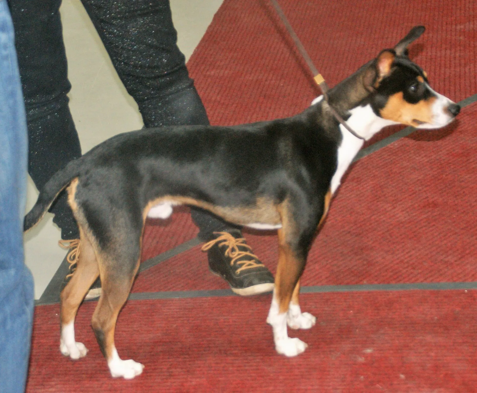 A tricolor Rat Terrier standing on a leash beside its handler