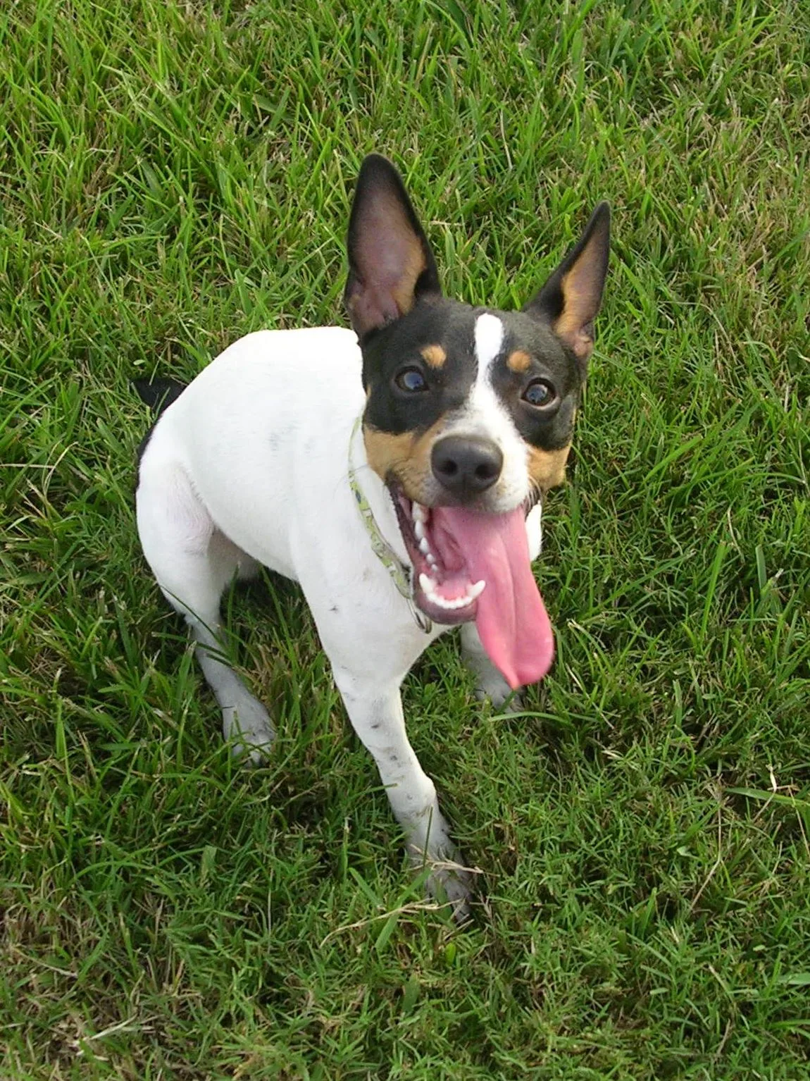 A mostly white Rat Terrier on grass, panting with its tongue out