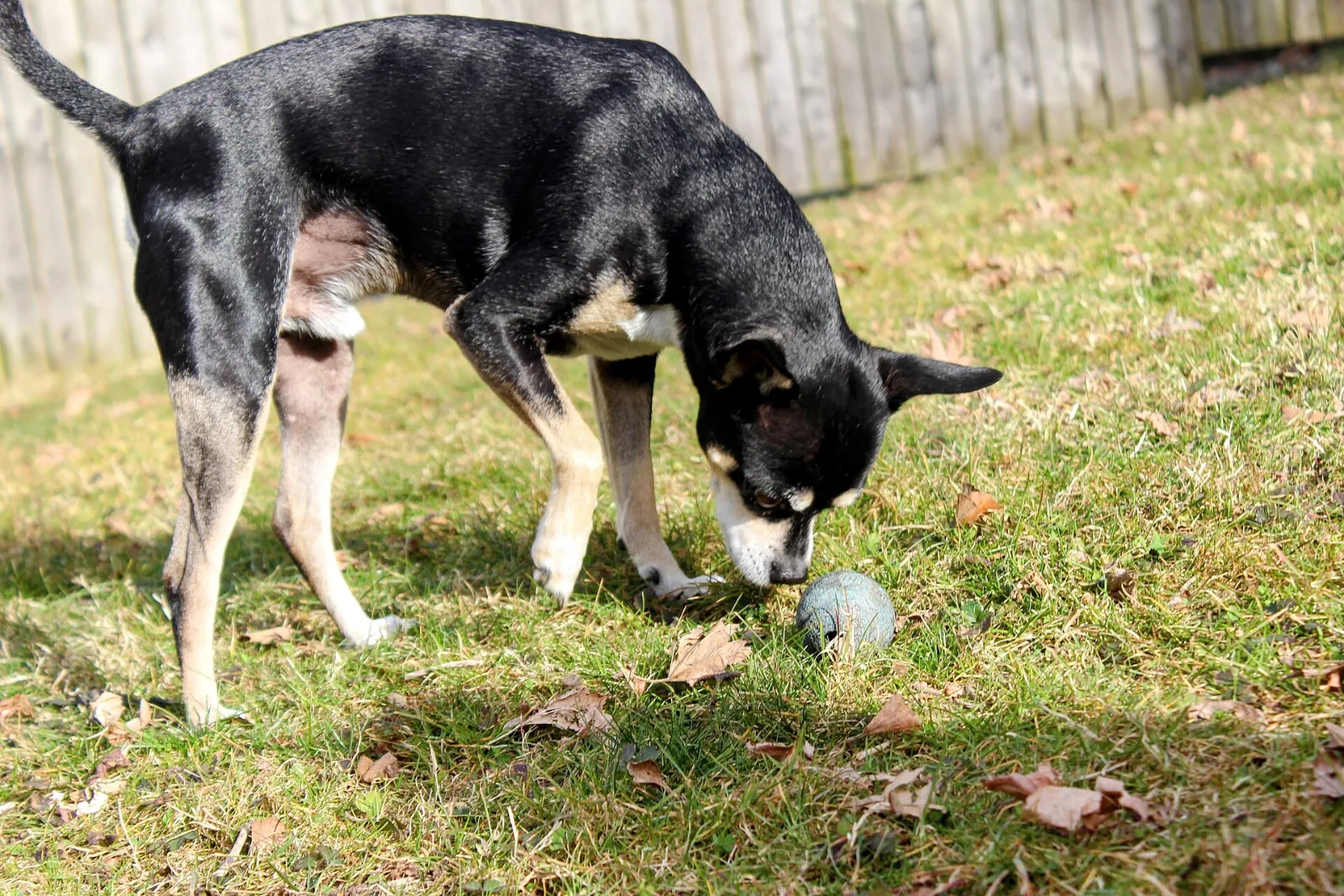 A black and white Rat Terrier nosing a small ball on a backyard lawn