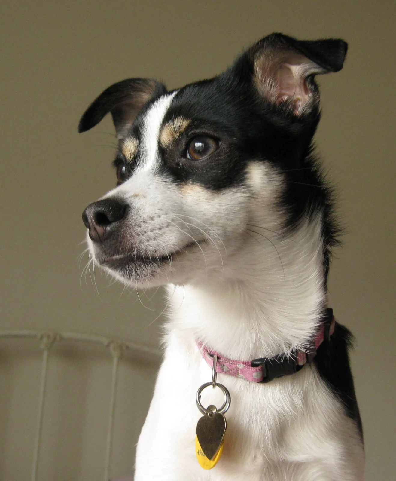 Head-and-shoulders portrait of a black, white and tan Rat Terrier wearing a pink collar