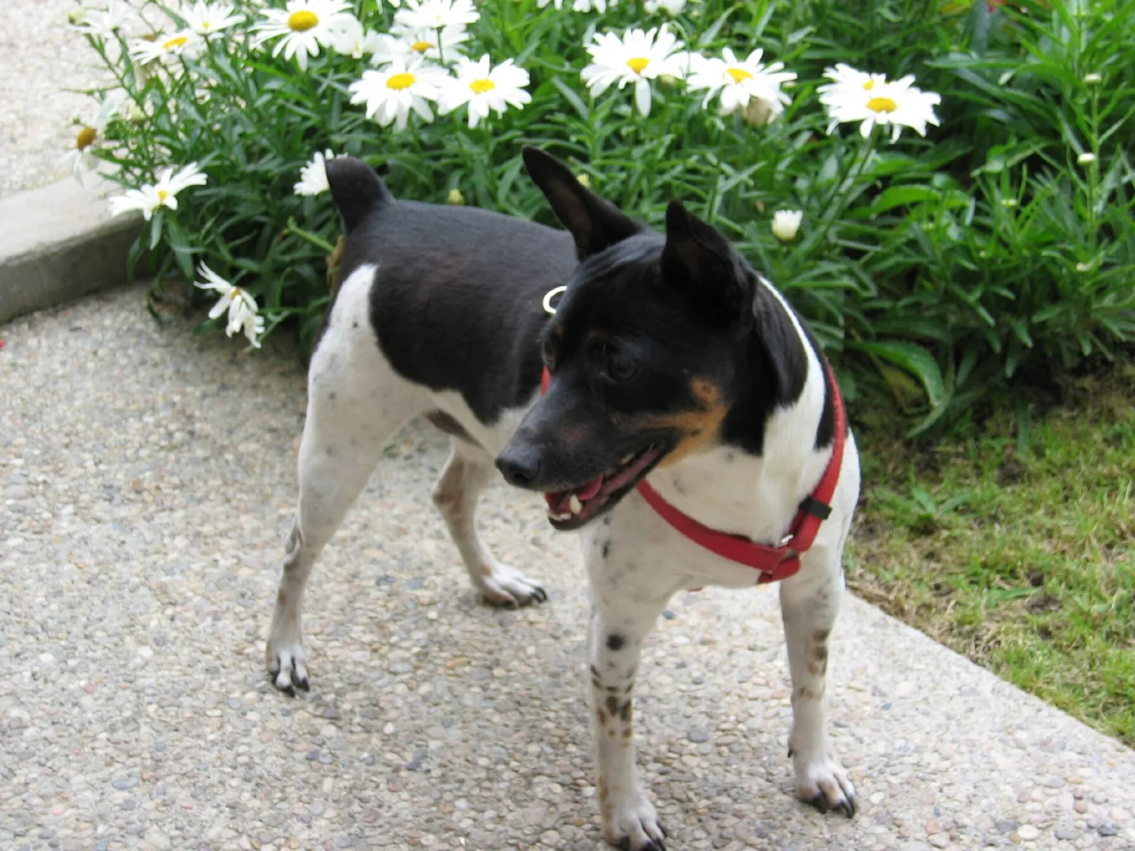 A black and white Rat Terrier in a red harness standing on a garden path beside white flowers