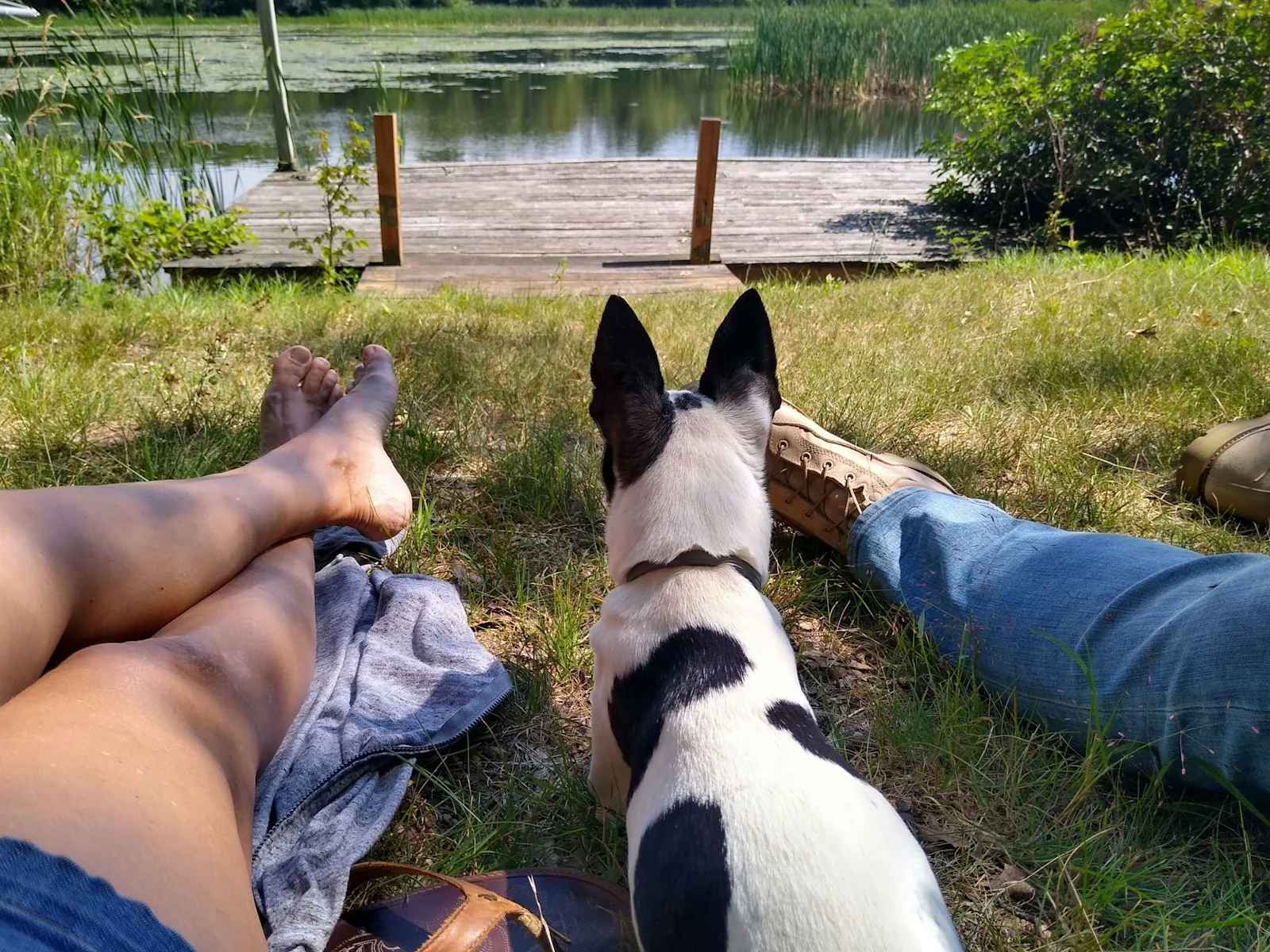 A black and white Rat Terrier sitting between its owners on the grass, looking out over a pond
