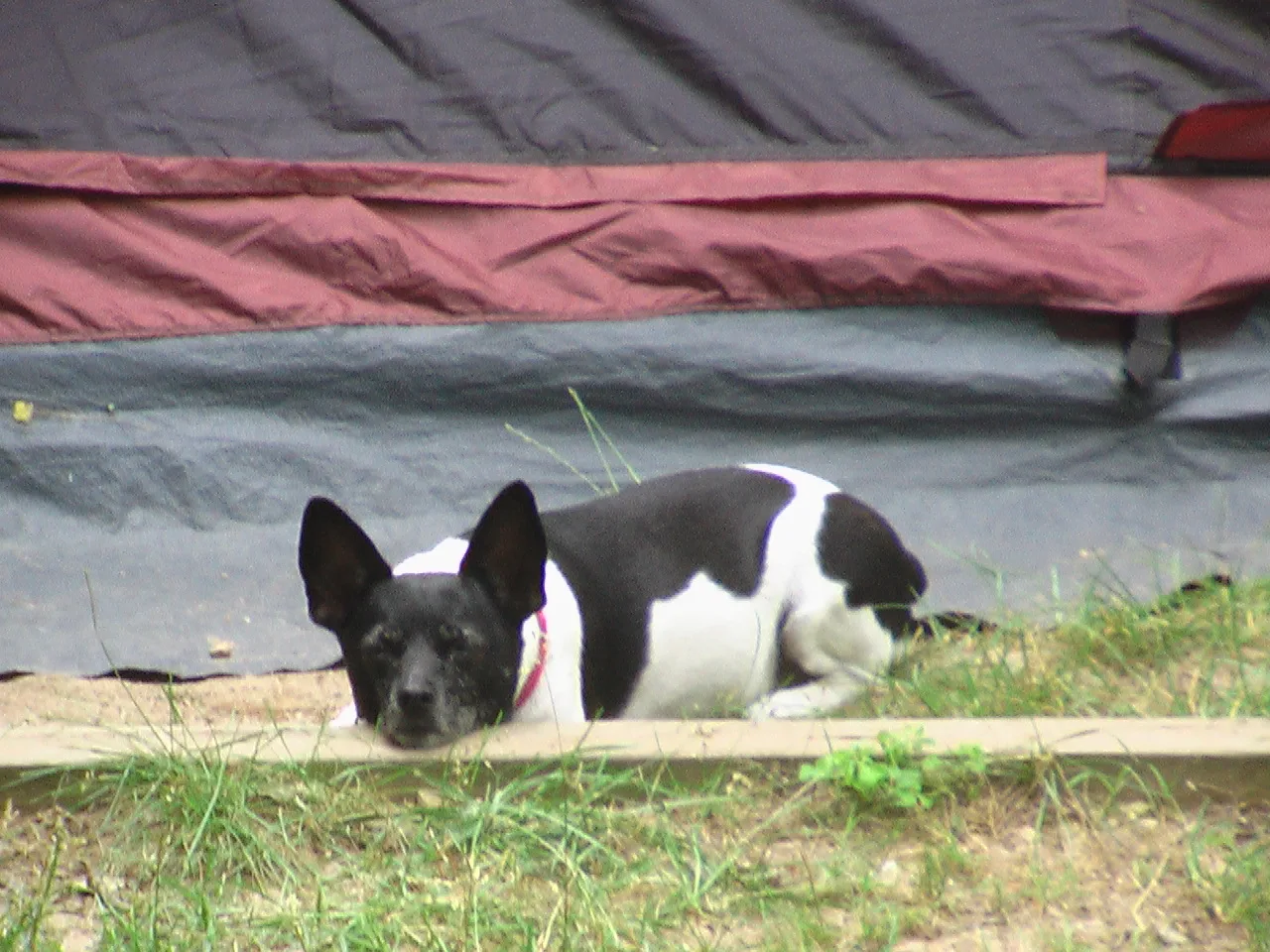 A black and white Rat Terrier lying on the grass at a campsite after a hike