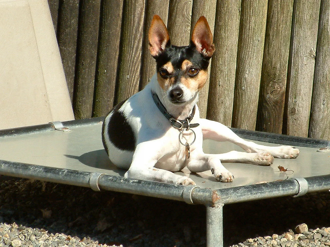 A Rat Terrier resting on a raised outdoor dog bed