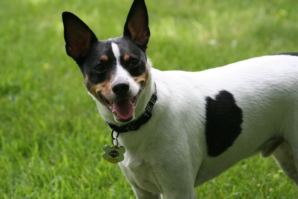 A black, tan and white Rat Terrier standing on grass, looking at the camera with its mouth open