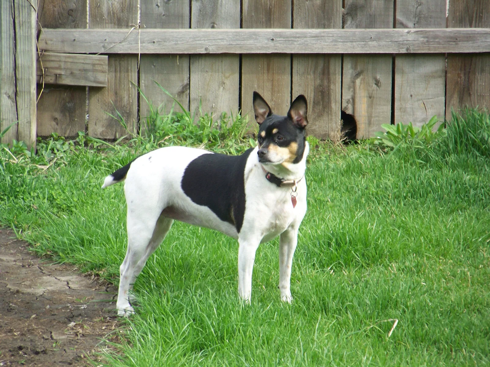 A black and white Rat Terrier standing on a backyard lawn in front of a wooden fence
