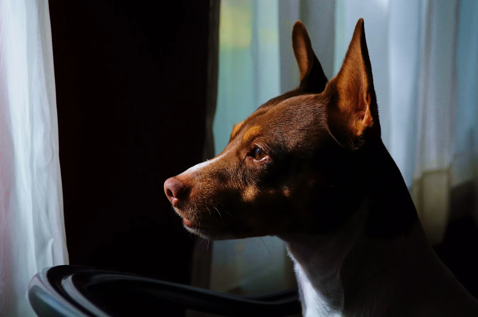 A brown Rat Terrier in profile, watching intently beside a window