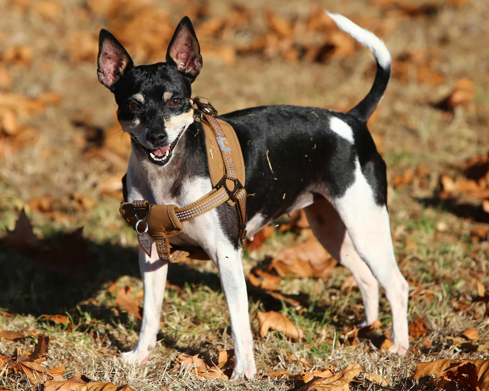 An adult Rat Terrier wearing a tan harness, standing among fallen leaves