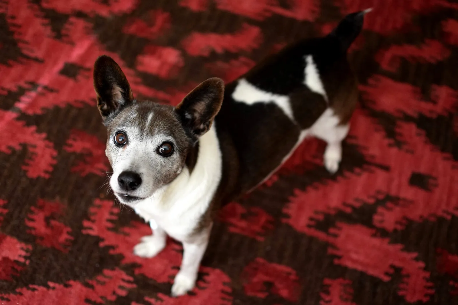 A 16-year-old Rat Terrier with a grey face lying on a red patterned rug